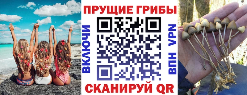 купить наркотики сайты  Ростов-на-Дону  Псилоцибиновые грибы GOLDEN TEACHER 